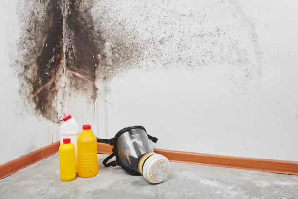 Mold Removal and Inspection in Little Chute, WI