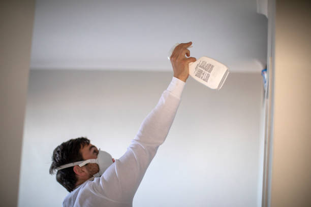 Best Fast Mold Removal  in Little Chute, WI