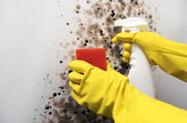 Best Crawl Space Mold Removal  in Little Chute, WI