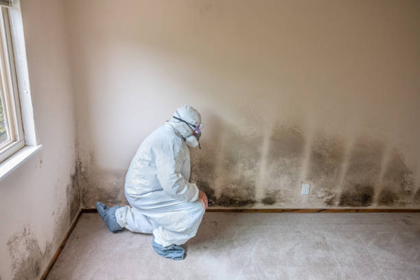 Crawl Space Mold Removal in Little Chute, WI