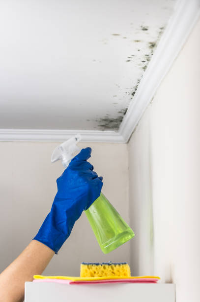 Best Certified Mold Removal  in Little Chute, WI