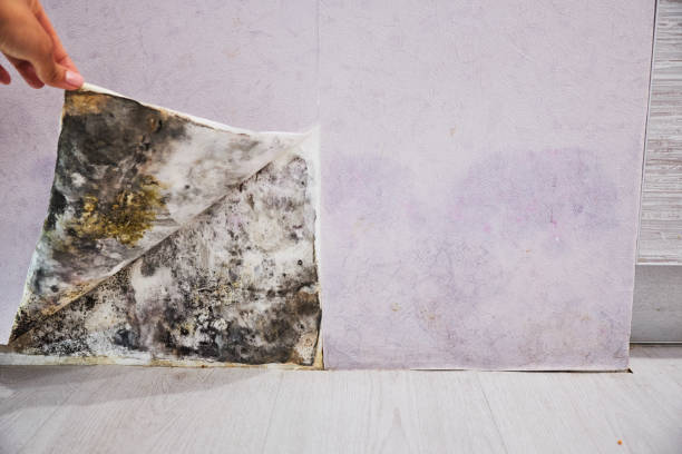 Best Mold Testing  in Little Chute, WI